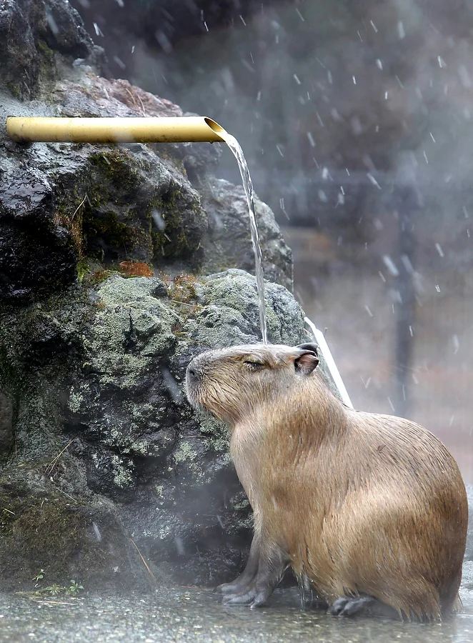 shower