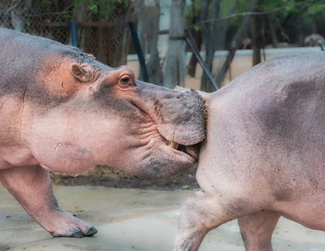 Two hippos interacting in a zoo enclosure, one playfully biting the other's rear.