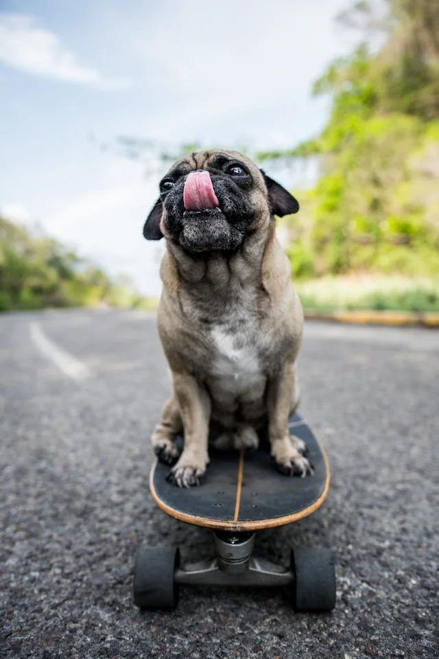 Cute pug skateboarding on road, tongue out, enjoying sunny day.