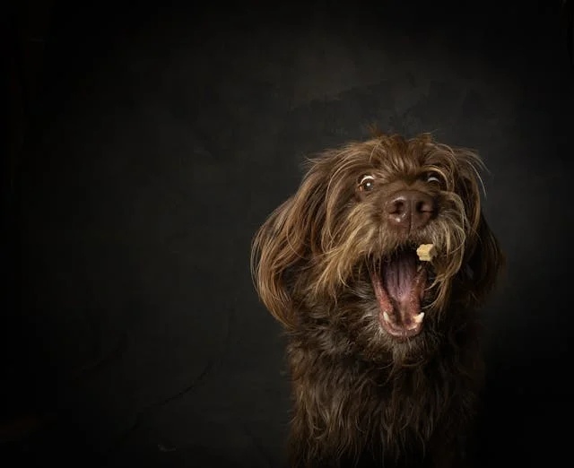 Excited dog with open mouth catches treat against dark background.