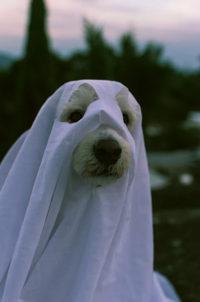 Dog dressed as a ghost in a white sheet, creating a cute Halloween scene in an outdoor setting.