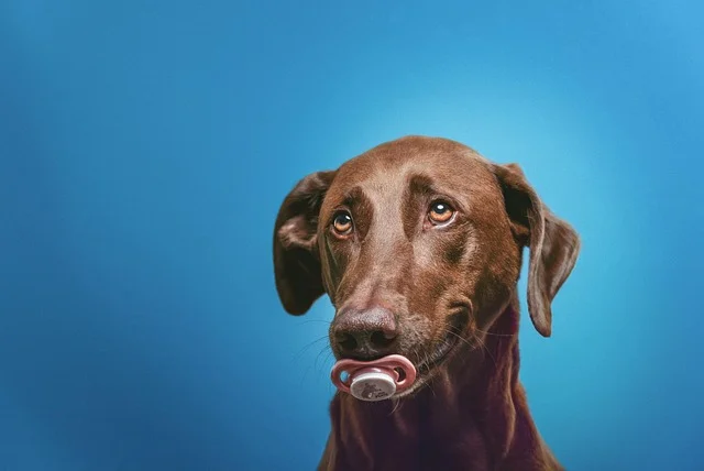 Brown dog holding a pacifier in mouth against a blue background, looking up with curious eyes.