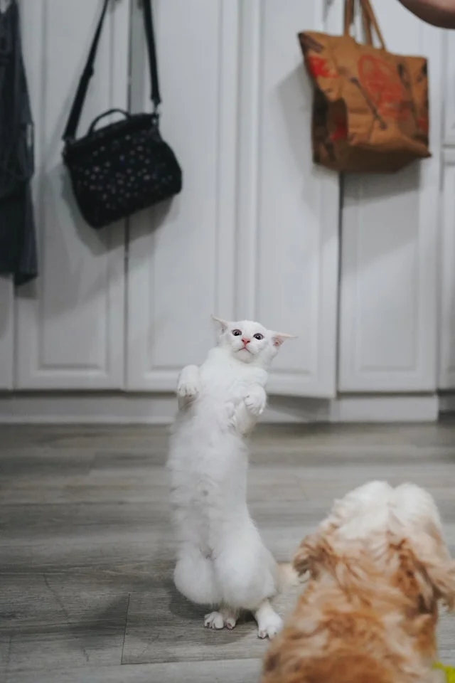 Playful white cat standing upright, facing a curious brown dog indoors.