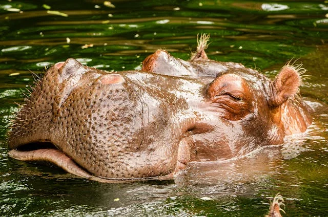 Hippo submerged in green water, eyes closed, showcasing textured skin and whiskers in a serene natural habitat.