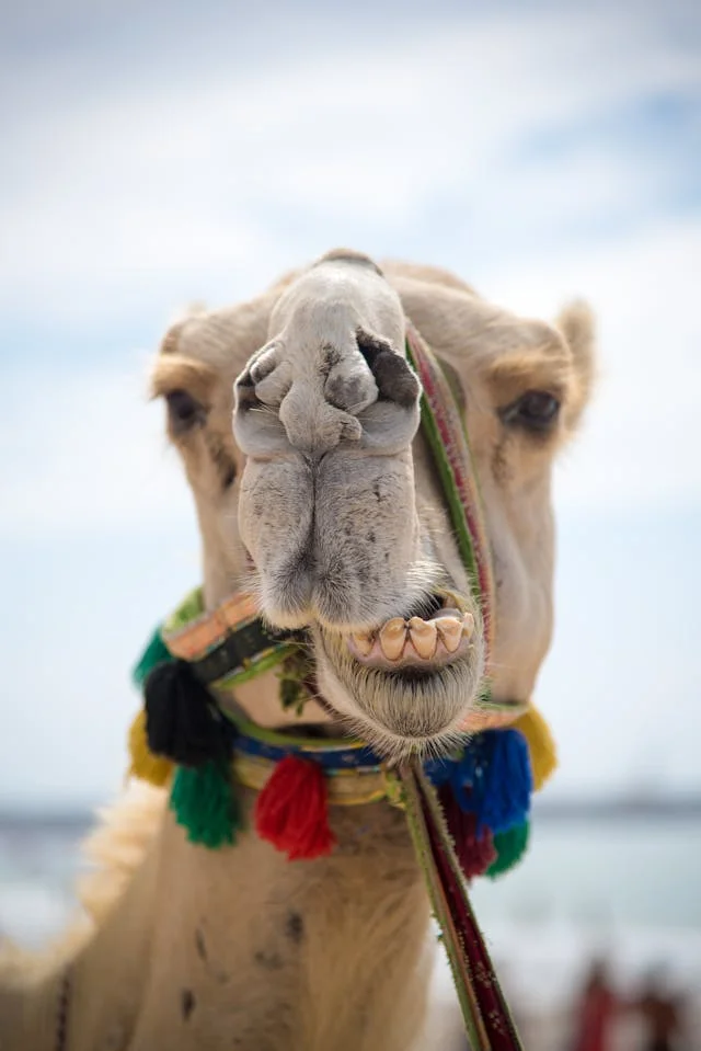 Close-up of a camel with a colorful harness and tassels against a bright sky background.