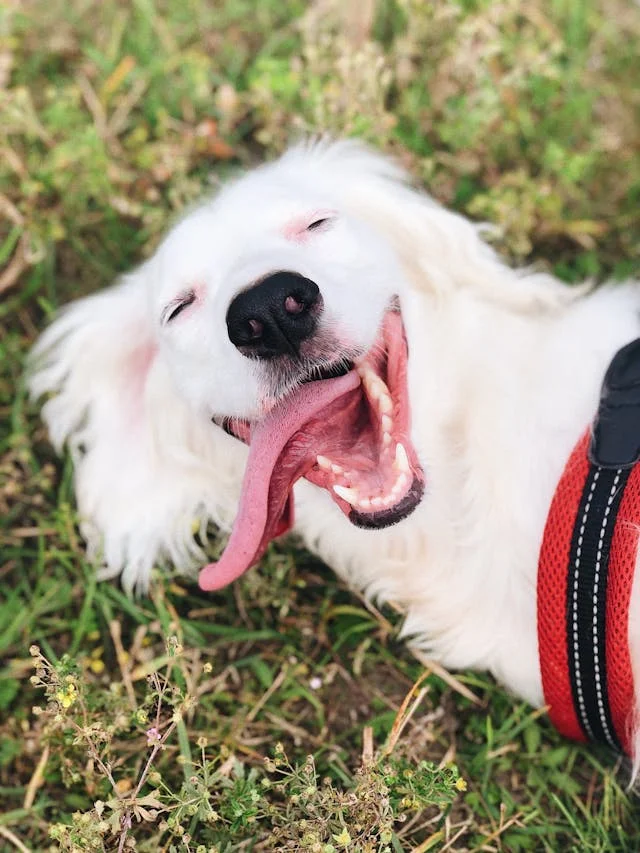 Happy white dog with long tongue lying on grass, wearing a red harness.