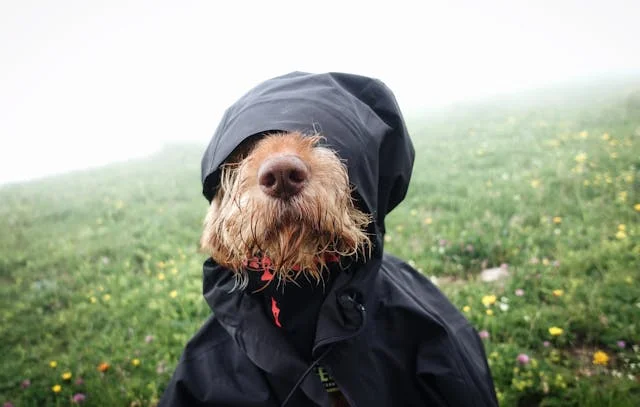 Dog wearing a raincoat in a grassy field on a foggy day.