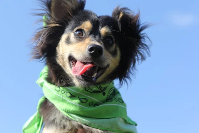 Happy dog wearing green bandana against a blue sky background.