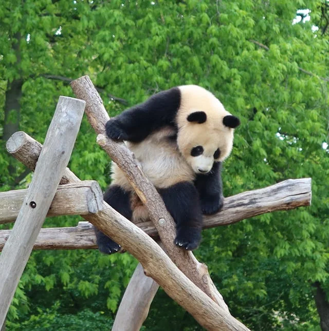 Giant panda climbing on wooden branches with lush green trees in the background at a zoo.