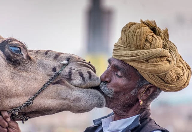 Man in turban kissing a camel affectionately at a cultural event.