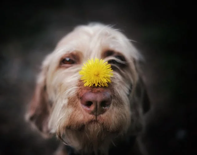 Scruffy dog with a dandelion on its nose, close-up.