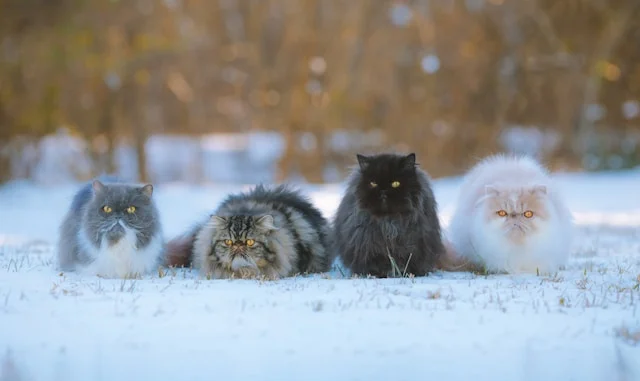 Four fluffy cats sitting on snow, showcasing diverse fur colors in a serene winter landscape.
