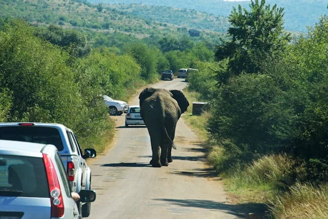 Elephant walking on road amid cars in safari park, surrounded by lush greenery and distant hills.